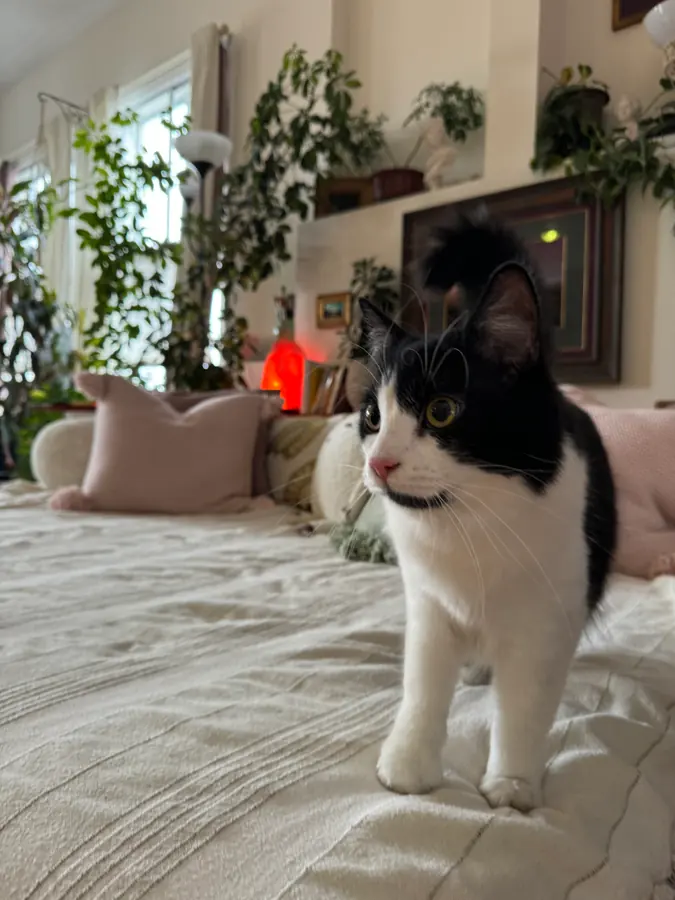 Tartine découvre son nouvel atelier d'art.