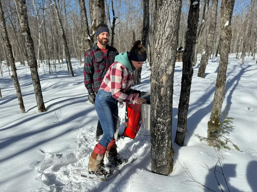 Ramassant l'eau d'érable.